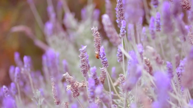 Lavender bush with bee