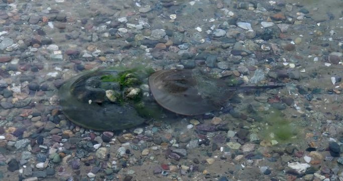Horseshoe crabs swimming in shallow water