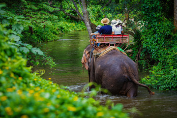 Naklejka premium couple tourist riding on elephants