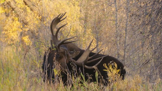 Large bull moose in Grand Teton National Park