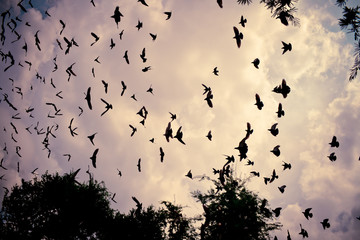 bird flying in the sky