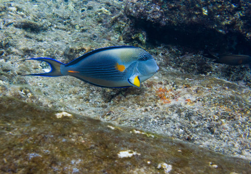 Lined Surgeonfish in Red sea