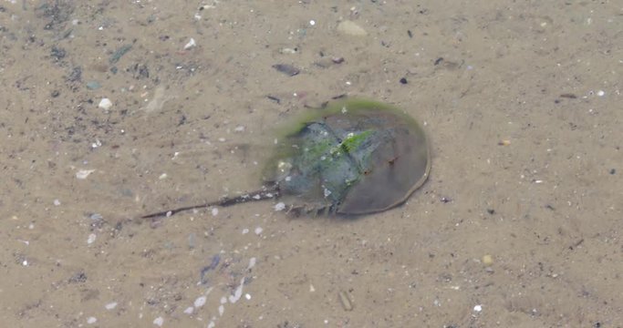 Horseshoe crab swimming in shallow water
