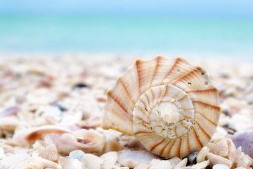 Spiral seashell on the beach with turquoise water in background
