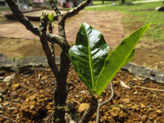 new born plant