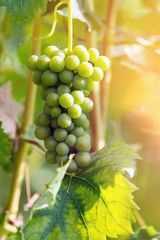 Herbstzeit-Weinzeit-Weintrauben am Weinstock