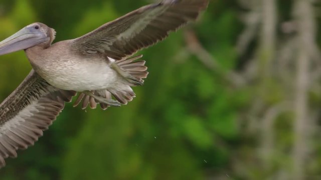 Close up of brown pelican flying in the sky