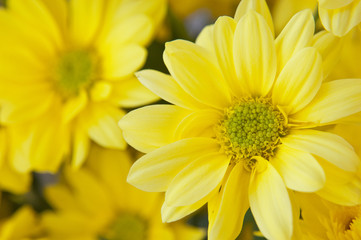 yellow daisy flowers close-up