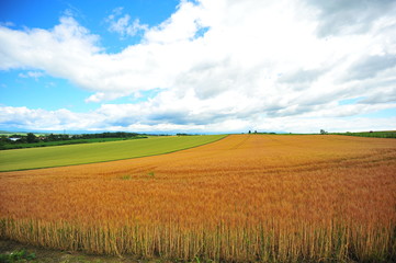 Cultivated Lands at Countryside of Japan