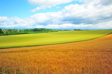 Cultivated Lands at Countryside of Japan