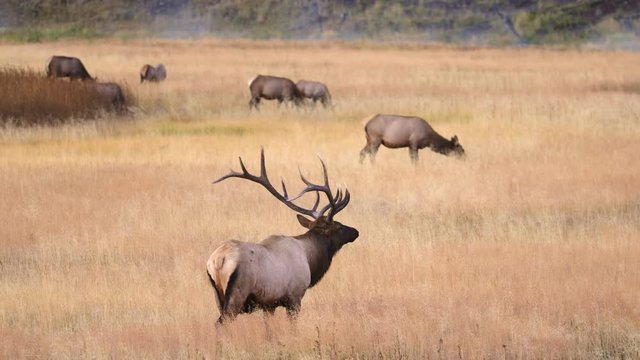Wide shot of bull elk grazing with female elk in field