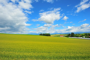 Green Fields at Countryside of Japan
