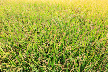 Rice fields background.