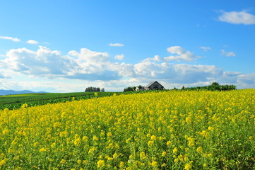 Cultivated Lands at Countryside of Japan