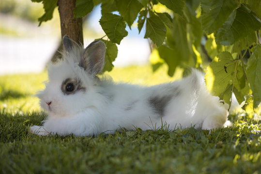 Angora-Kaninchen (entspannt)