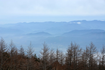 Trees on Mountain Fuji in winter  natural landscape
