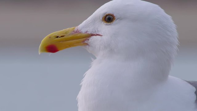 Close up of seagull