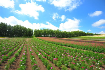 Colorful Flower Fields at Countryside of Japan