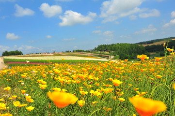 Colorful Flower Fields at Countryside of Japan