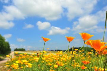 Colorful Flower Fields at Countryside of Japan