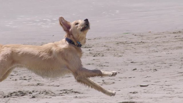slow motion of golden retriever trying to catch frisbee on beach