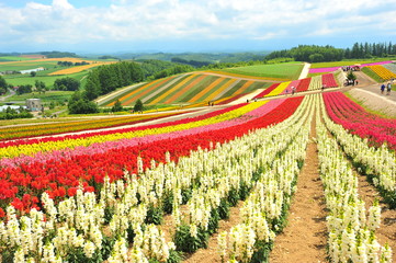 Colorful Flower Fields at Countryside of Japan