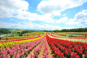 Colorful Flower Fields at Countryside of Japan