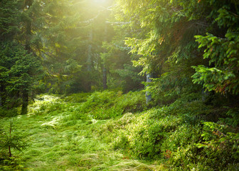 Obraz premium Landscape with sunlit spruce tree forest