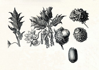 Valonia oak (Quercus macrolepis) (from Meyers Lexikon, 1895, 7/378/379)
