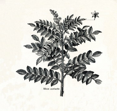 Sicilian sumac (Rhus coriaria) (from Meyers Lexikon, 1895, 7/378/379)
