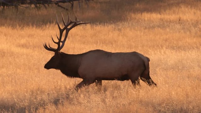 Tracking shot of bull elk walking in field
