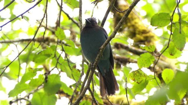 Close up of steller's jay perching on branch