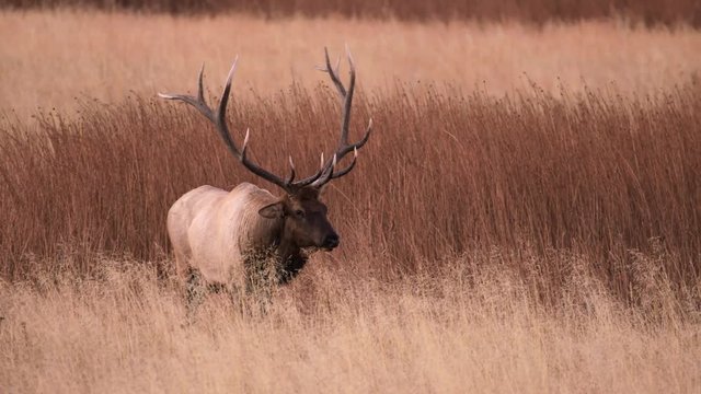 Tracking shot of bull elk walking in field
