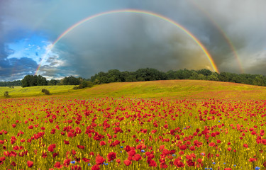 colorful rainbow over a meadow with blooming poppies