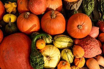 Harvesting pumpkins for Halloween