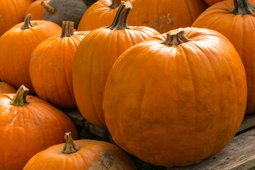 Harvesting pumpkins for Halloween