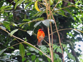 Beautiful red bird on a tree. Island Mauritius.