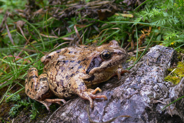 Rana temporaria ritratto