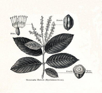 Black myrobalan (Terminalia chebula) (from Meyers Lexikon, 1895, 7/378/379)