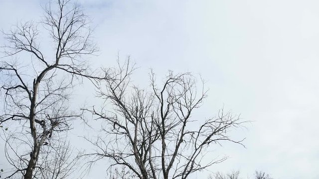 old wood, dry branches of a tree without leaves on a gray background