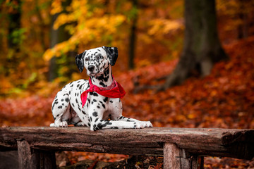 Hund liegt auf einer Parkbank im Wald