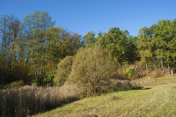 Осенний лес