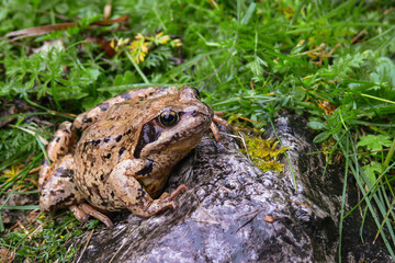 Rana temporaria ritratto