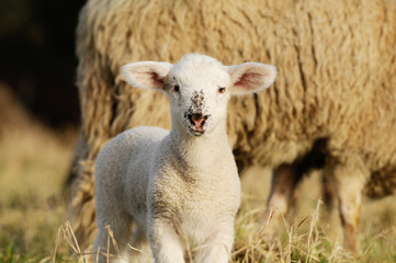 lamb standing on pasture