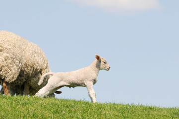 lamb standing on pasture