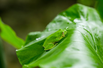 American green tree frog with lush ginger foliage