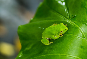 American green tree frog with lush ginger foliage