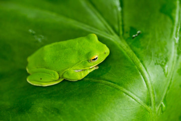 American green tree frog with lush ginger foliage