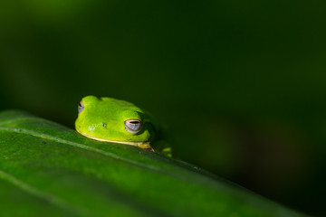 American green tree frog with lush ginger foliage
