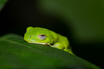 American green tree frog with lush ginger foliage